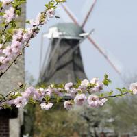 2510_3221 Ausflugsziel Hamburgs im Frühling - das Alte Land. | 